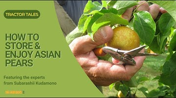 How to Store and Enjoy Asian Pears (with Subarashii Kudamono)