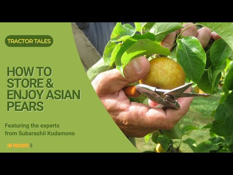 How to Store and Enjoy Asian Pears (with Subarashii Kudamono) - video from FruitGuys