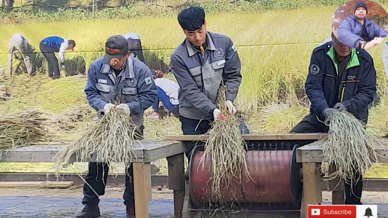 RICE FARMERS IN SOUTH KOREA - YouTube