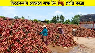 ভিয়েতনাম লিচু চাষকে অন্য লেভেলে নিয়ে গেছে! Mega Lichi Farm in Vietnam
