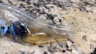 How I clean my water pipe