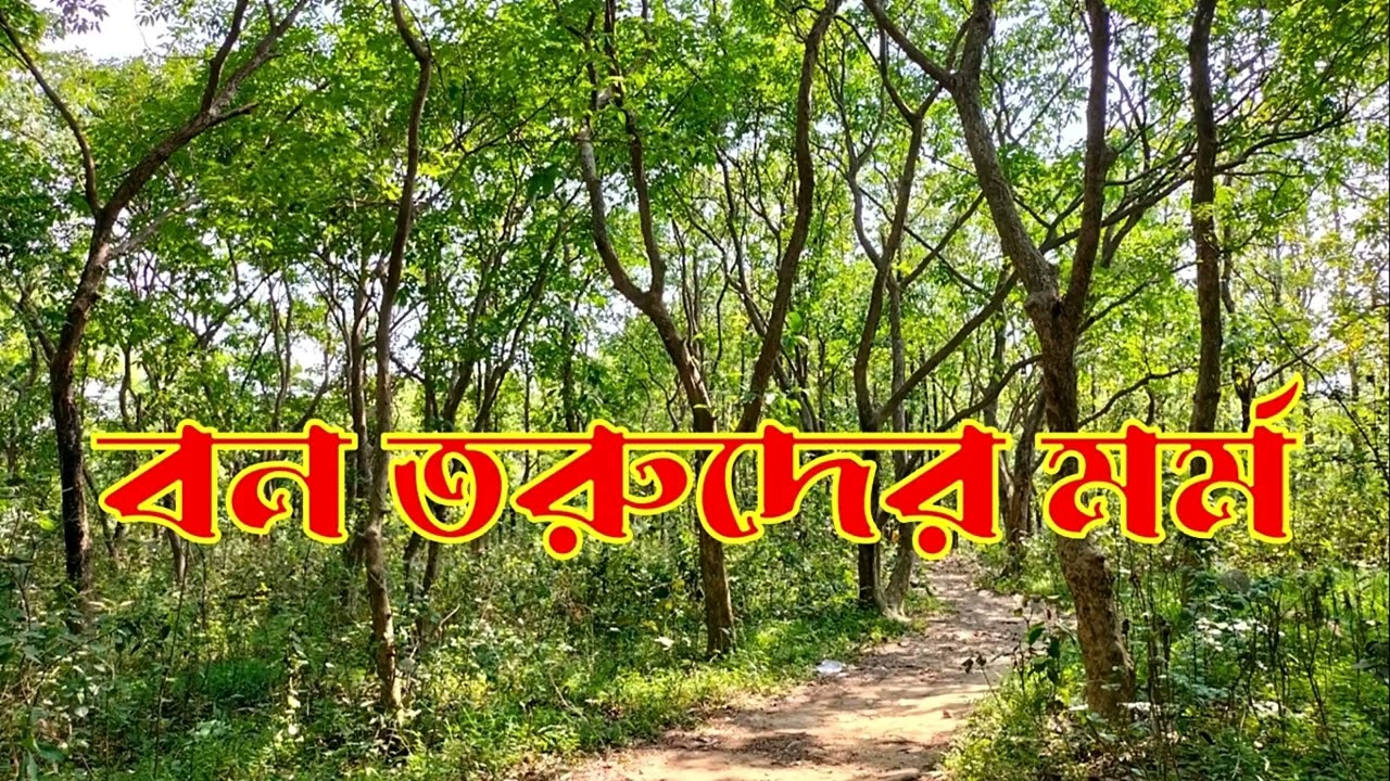 বন তরুদের মর্ম || নাটক || Natok || Drama || bon toruder mormo