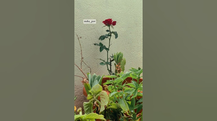 PART 4! Finally the video comes to end ! Yarukuda indha rose 😴 ! For her only #shorts #mom #love
