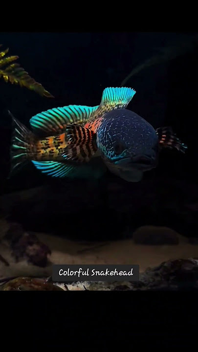 MMA Shorts : Colorful Snakehead #snakehead #snakeheadfish #channafish #auranti #colorfulfish
