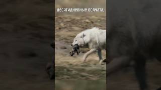 Волчица пришла уничтожить чужих волчат #животныймир #животные