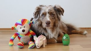 Dog's Toys on the Run | Pekka the Australian Shepherd by Haukkumo 371 views 5 years ago 1 minute, 21 seconds