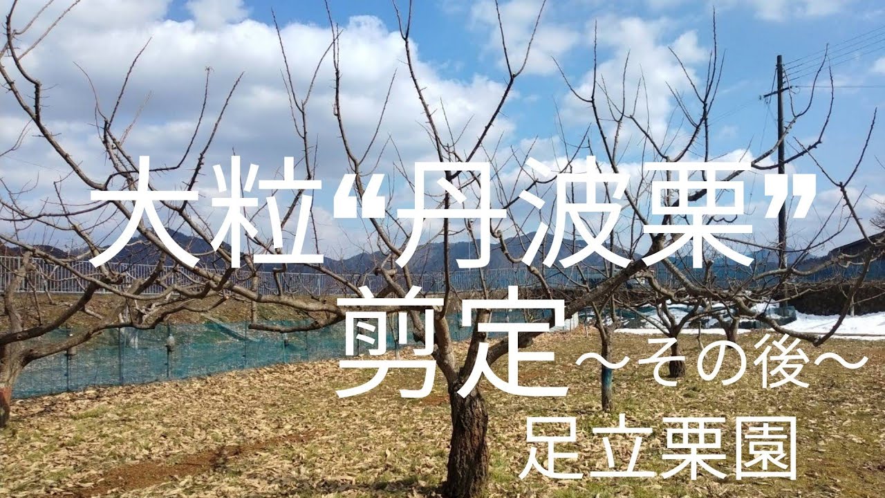 大粒“丹波栗”剪定~その後~