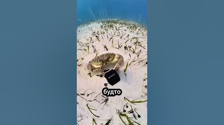 Краб украл камеру, и получилось очень интересное видео! 🦀📹