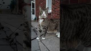 Watch Our Playful Cats Enjoy the Outdoors!  #cat #catlovers #cute #prettycat #viral #shorts