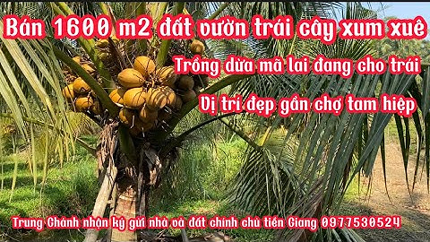 T.1285 bán vườn dừa mã lai đang cho trái 1600m2 xã Tam hiệp châu thành tiền Giang giá cực kỳ rẻ luôn