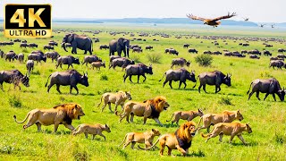 4K African Wildlife - The Great Migration through the Serengeti and Maasai Mara with Relaxing Music