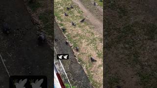 bird's love ❤️🕊️#birds #youtubeshorts