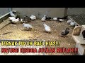 ternak puyuh batu hias !!! omset hingga jutaan rupiah