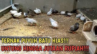 ornamental quail farming!!! turnover up to millions of rupiah