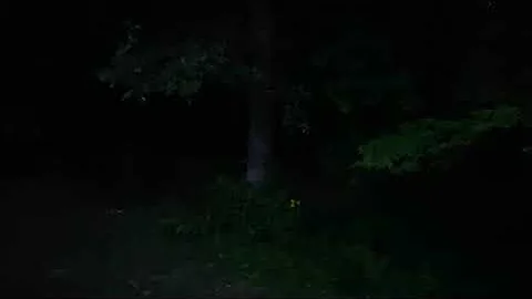 Missouri Fireflies (Lightning Bugs)
