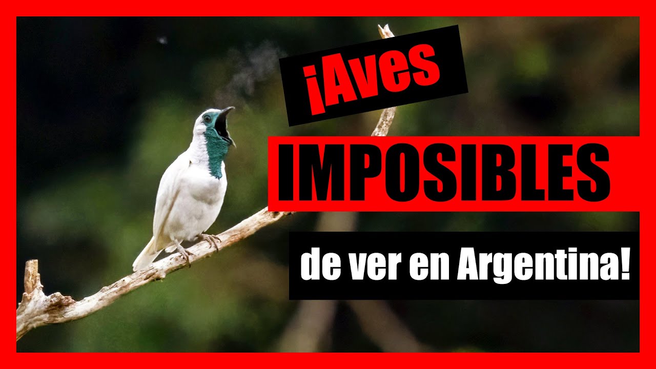 Top 10 AVES más difíciles de ver en ARGENTINA