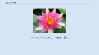 ヒツジグサ Youtube ヒツジグサ Youtube