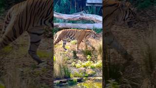 The Mighty Tiger Prowls With Regal Grace, Ruling With Every Step