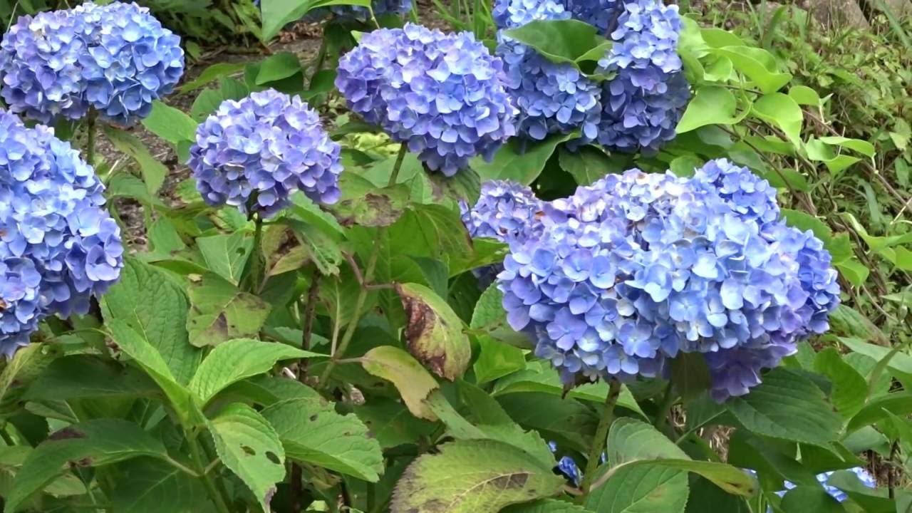 岐阜県関市板取あじさい 生老 6月19日 Youtube 岐阜県関市板取あじさい 生老 6月19日 Youtube