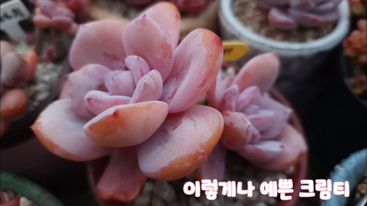 핑크빛으로 물들고 있는 #크림티 #온슬로우 #라즈베리아이스  눈맞춤합니다.