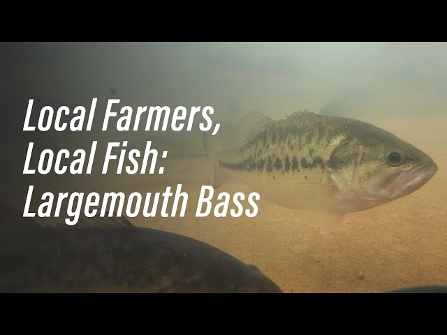 Local Farmers, Local Fish: Largemouth Bass