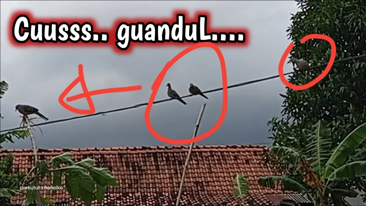 Pikat Pakai Pulut lebih cepat poin di saat musim penghujan @perkututChanelku