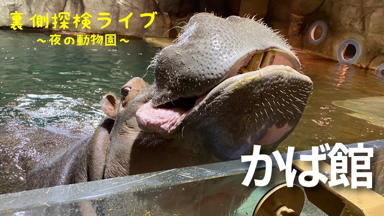 裏側探検Live10(かば館)