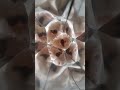 万華鏡 ペッ❤️日向ぼっこネコ