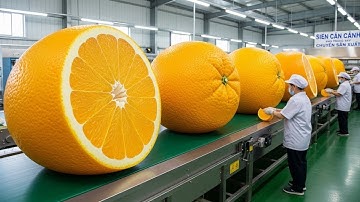 Inside the Factory How Oranges Are Really Processed You Will Be Surprised