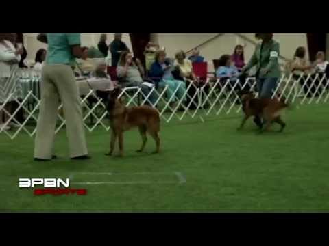 Video: Uw Puppy: Maanden 4-6