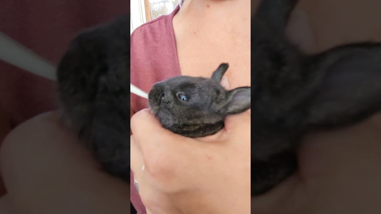 Hand Feeding Baby Rabbits After Losing Their Mom. 