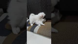 Puppy in playing mood by Aahana 127 views 6 months ago 2 minutes, 36 seconds