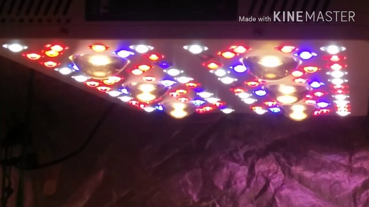 Optic Led Grow Dope Den Autos