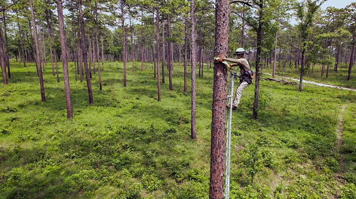 Hurricane Michael: A Forest Landscape Ecology Research Spotlight