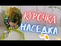 Курочка Наседка / Laying hen