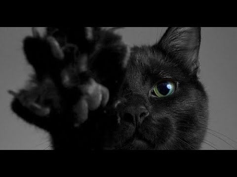 Мистические истории черных кошек. Черная кошка в доме - черный кот - интересное - мистика.