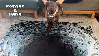 Download Lagu ４年ぶりにカワウソにトリックアートドッキリをやってみた結果　Can Clever Otters See Through Optical Illusions? MP3