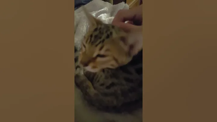 Watch the video about Diego, the Bengal Kitten learning how to meow!