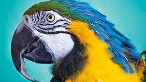 Learn how to cull in Adobe Bridge