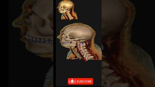 Median Section of Head & Neck 🔥 | Sagittal Anatomy in 30 Sec #shorts#Anatomy #HeadAndNeck