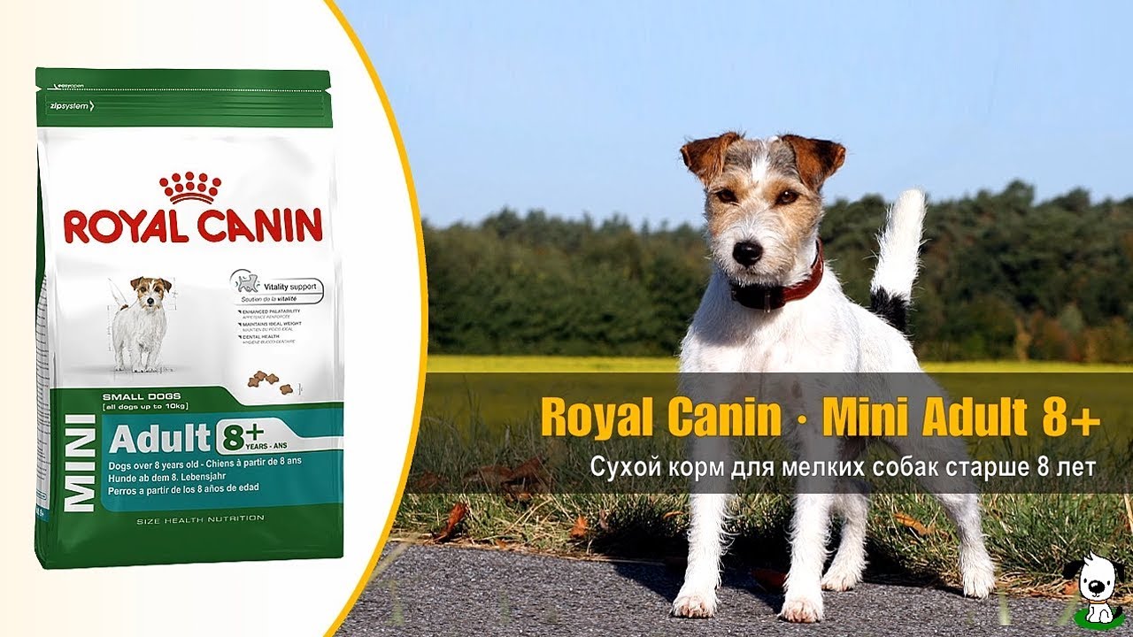 Сухой корм для мелких собак старше 8 лет · Royal Canin Mini Adult 8+