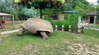 Giant Tortoises Are Walking At Their Full Speed