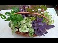 Make a  colorful plants basket without a single floweruse of old fruit basket  small pots