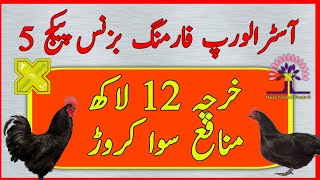 Australorp Farming Business Package No. 05 | آسٹرالورپ چکن فارمنگ | بارہ لاکھ خرچہ  سوا کروڑ آمدن