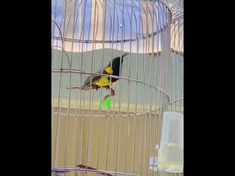 Video Hút mật 5 màu bụng vàng hót cực cực đỉnh - youtube