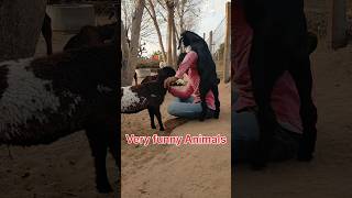 Download Lagu Saveron Ka Tu Suraj Lage // New Song // #funny #shorts #ytshorts funny animal videos MP3 Download Lagu Saveron Ka Tu Suraj Lage // New Song // #funny #shorts #ytshorts funny animal videos MP3