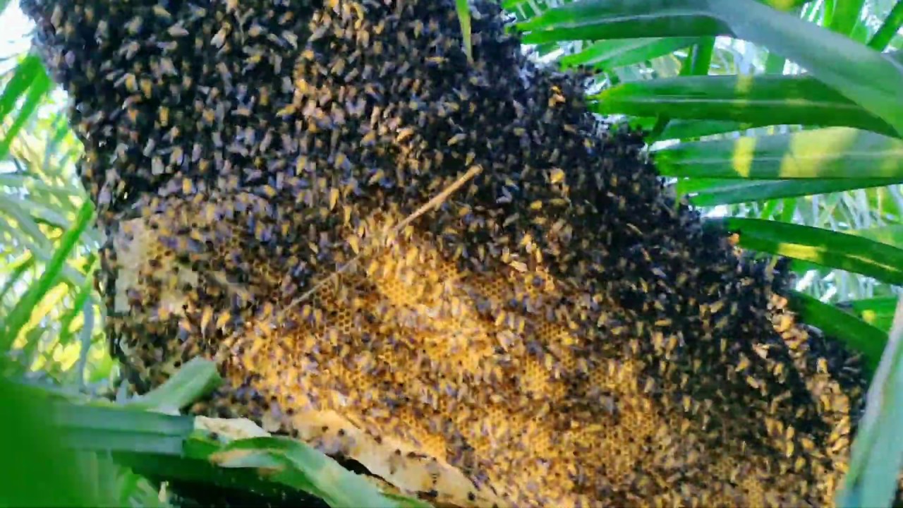 cek sarang  madu lebah  yang segera mau dipanen yang 