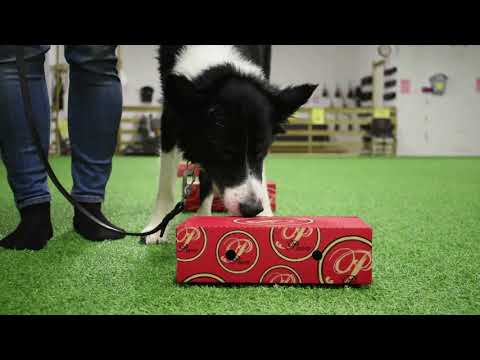 Video: Fördelning Av Hundsporter: Dockdykning