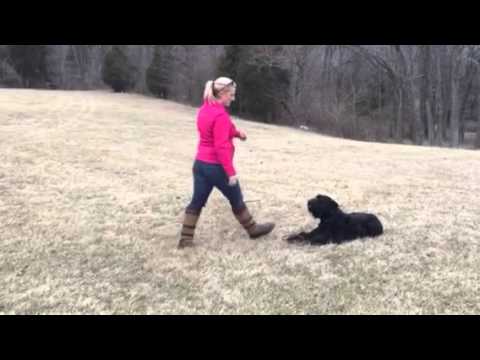 best protection dogs for first time owners Giant Schnauzer