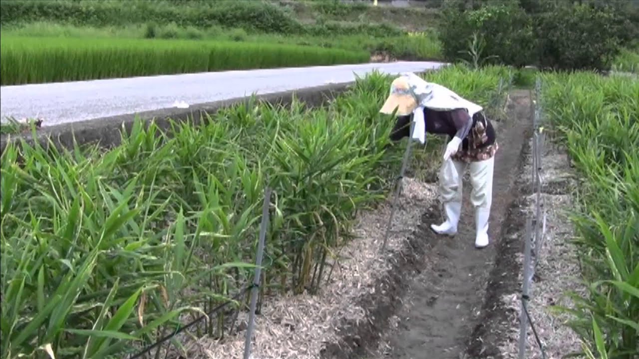 高知県の露地ショウガ産地のための脱臭化メチル栽培マニュアル Youtube